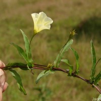 Xenostegia tridentata (L.) D.F.Austin & Staples